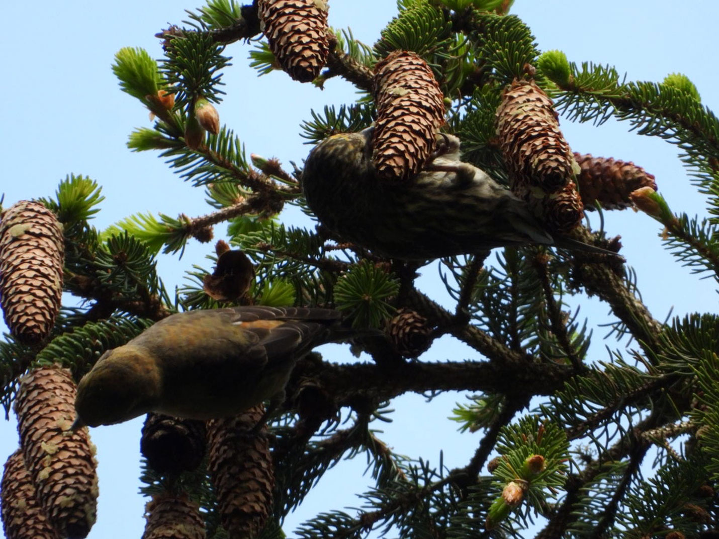 Fichtenkreuzschnabel