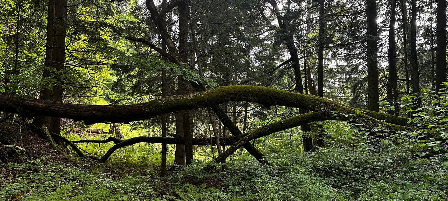 Wald